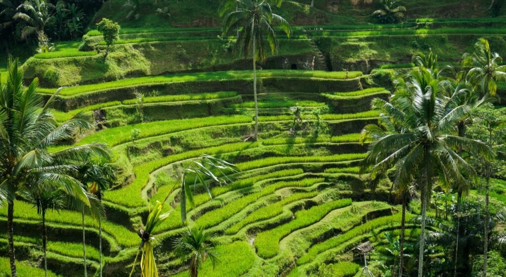 tegallalang-riceterrace-ubud.jpg